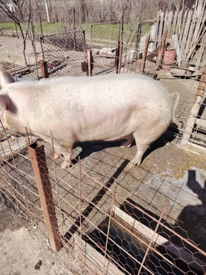 vând porc ! - imagine 3