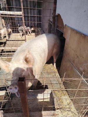 vând porc ! - imagine 4