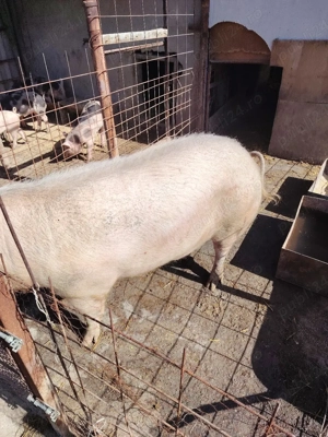 vând porc ! - imagine 2