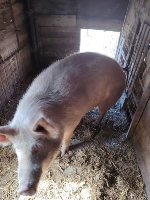 vând porc !
