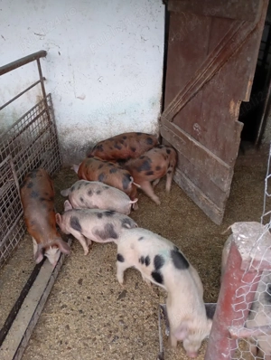 Purcei bine ingrijiti - imagine 3