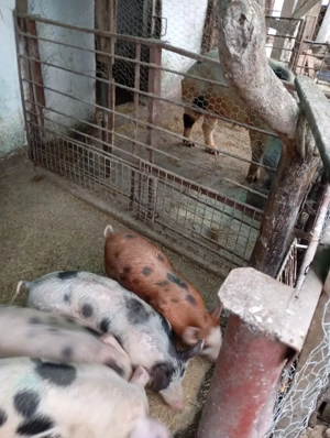 Purcei bine ingrijiti - imagine 2