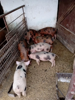 Purcei bine ingrijiti - imagine 4