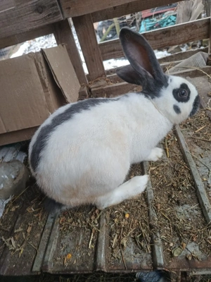 Vand iepuri pestriț german  - imagine 3