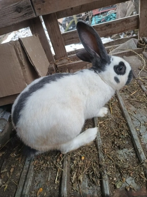 Vand iepuri pestriț german  - imagine 2