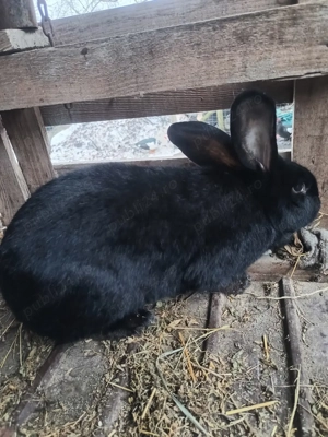 Vand iepuri pestriț german  - imagine 4