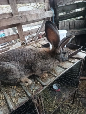 Vand iepuri pestriț german  - imagine 5