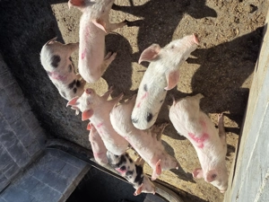 Vând purcei - imagine 6