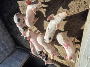 Vând purcei - imagine 2