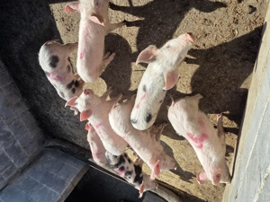 Vând purcei - imagine 3