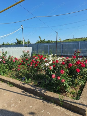 Vand casa cu teren - imagine 5