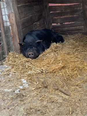 porci vietnamezi. - imagine 3