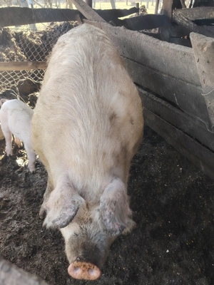 Vand scroafe bune pentru reproducție - imagine 2