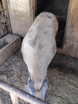 Vand scroafe bune pentru reproducție - imagine 3