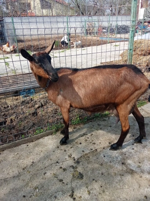 vand tapisor alpin francez - imagine 3