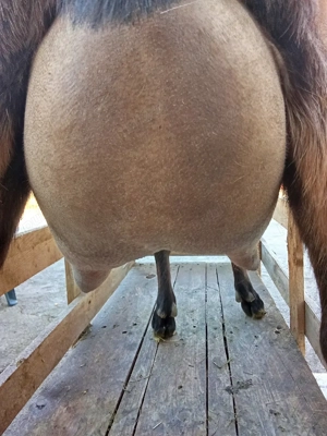 vand tapisor alpin francez - imagine 4