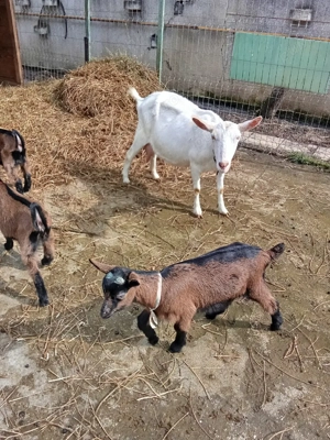 vand tapisor alpin francez - imagine 2