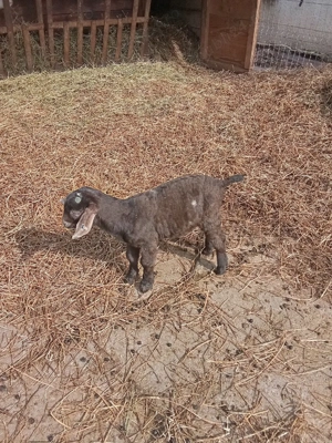 vand tapisor anglo cu saanen - imagine 2