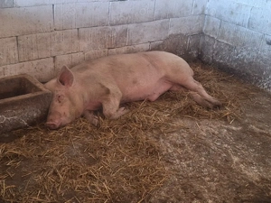 de vanzare vier de 11 luni rasa carne - imagine 2