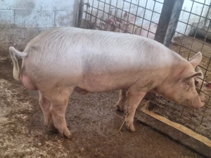 de vanzare vier de 11 luni rasa carne