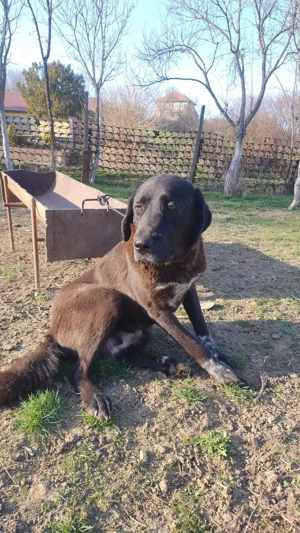 Ciobanesc de Asia Centrala femela  - imagine 3