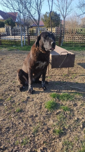 Ciobanesc de Asia Centrala femela  - imagine 2