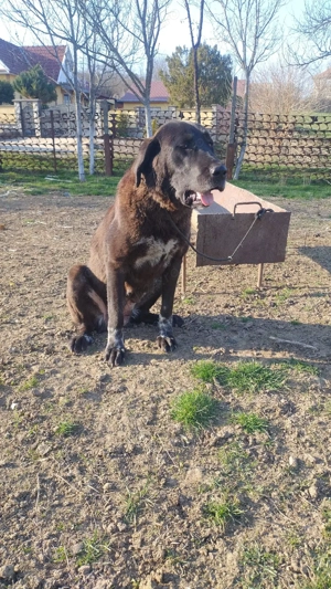 femelă Ciobanesc de Asia Centrala 