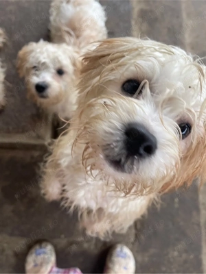 Donez cateii - imagine 4