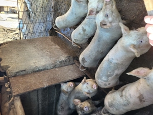 Purcei de vanzare - imagine 3