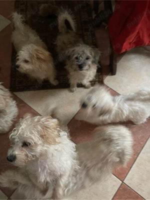 Donez cateii - imagine 5