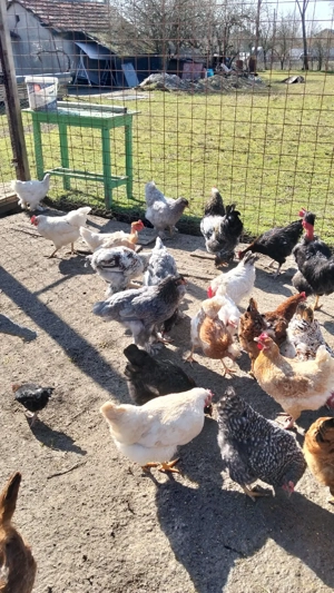 vand cocoși - imagine 2