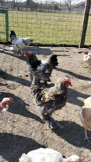 vand cocoși - imagine 5