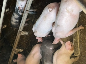 Purcei de vanzare - imagine 2