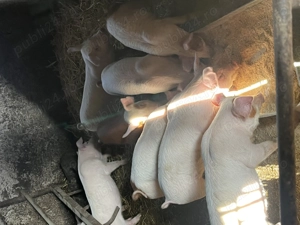 Purcei de vanzare - imagine 3