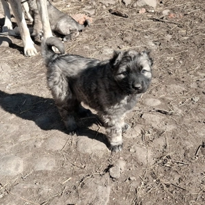 Căței talie mare (Caucazian)  - imagine 3