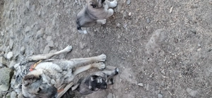 Căței talie mare (Caucazian)  - imagine 4