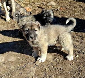 Căței talie mare (Caucazian)  - imagine 2