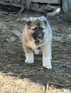 Căței talie mare (Caucazian) 