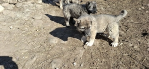 Căței talie mare (Caucazian)  - imagine 5