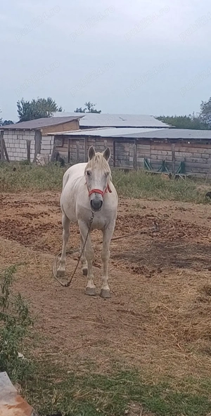 cal de vanzare  - imagine 5