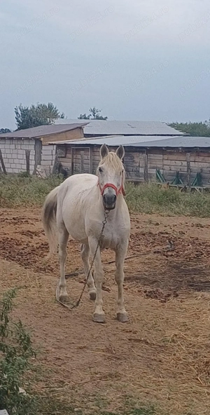 cal de vanzare  - imagine 3