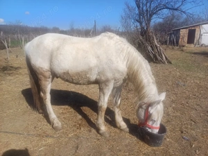 cal de vanzare  - imagine 2