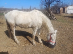 cal de vanzare  - imagine 4