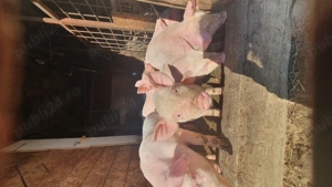 Purcei 9 saptamani - imagine 3