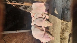 Purcei 9 saptamani - imagine 2