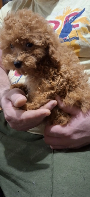 Pudel caniche - imagine 2