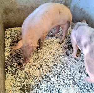 Vând porci - imagine 2