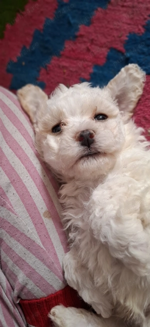Bichon matlez   adorabili, alb cu urechi ușor crem   rezervă acum! - imagine 4