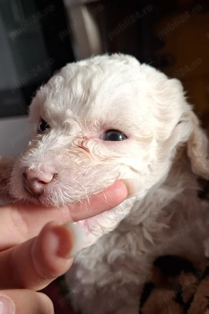  Pui Bichon matlez 2 fetițe si 2 băieței Disponibili o lună si o săptămână  au - imagine 2