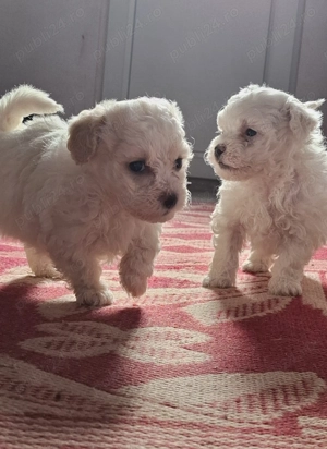 Bichon matlez   adorabili, alb cu urechi ușor crem   rezervă acum!